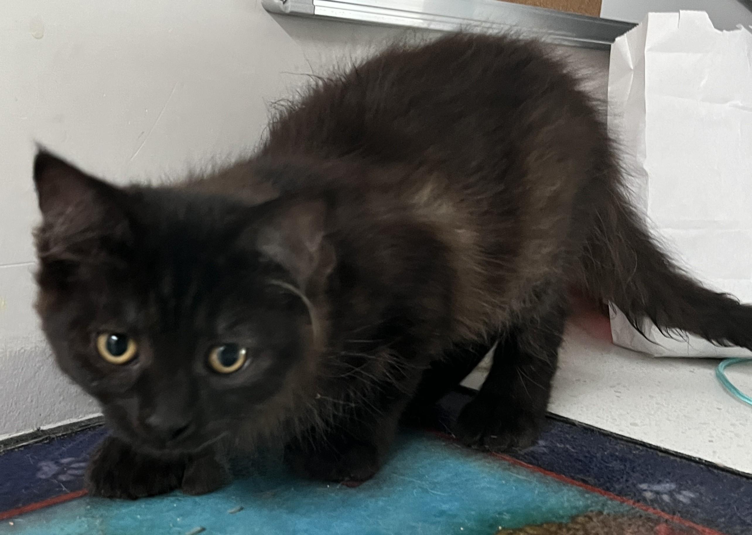 Enlarge MELFOR, MAYONNAISE & MOUTARDE (CR/SC), a Adoptable mixed breed in Sainte-Angele-de-Monnoir, QC image 2/6