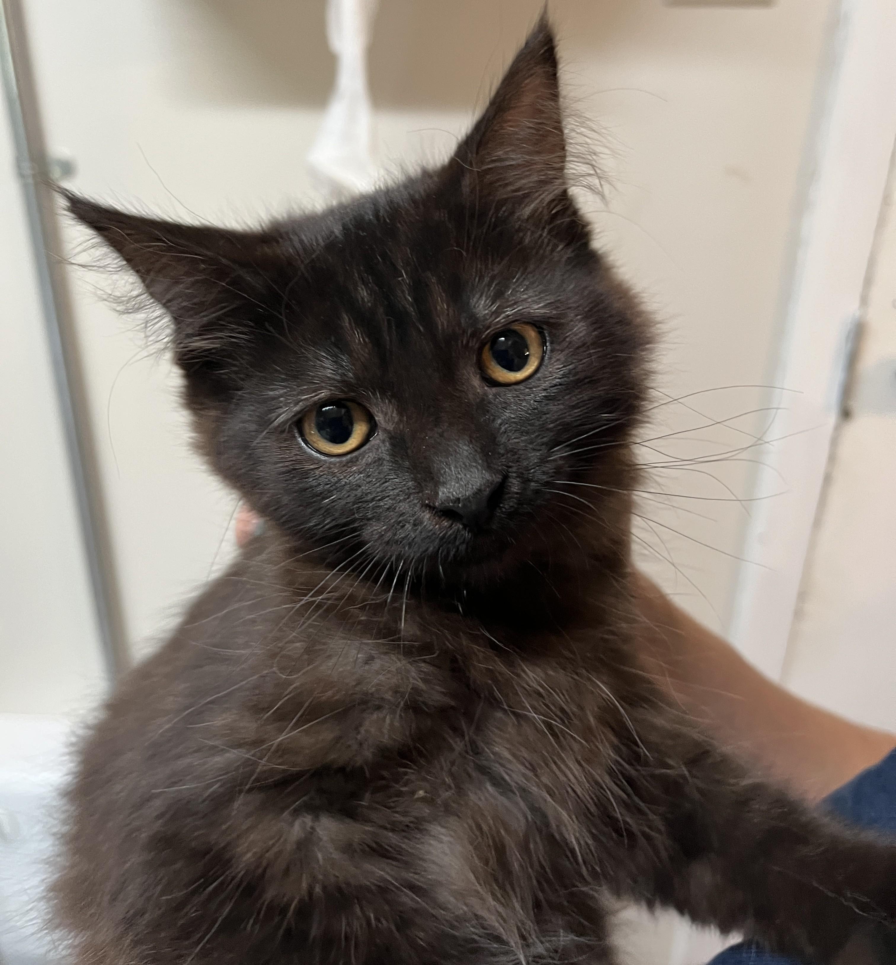 Enlarge MELFOR, MAYONNAISE & MOUTARDE (CR/SC), a Adoptable mixed breed in Sainte-Angele-de-Monnoir, QC image 5/6