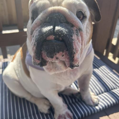 Maggie, Adoptable, Adult Female English Bulldog.