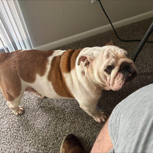 Enlarge Maggie, a Adoptable English Bulldog in Chicago, IL image 2/5