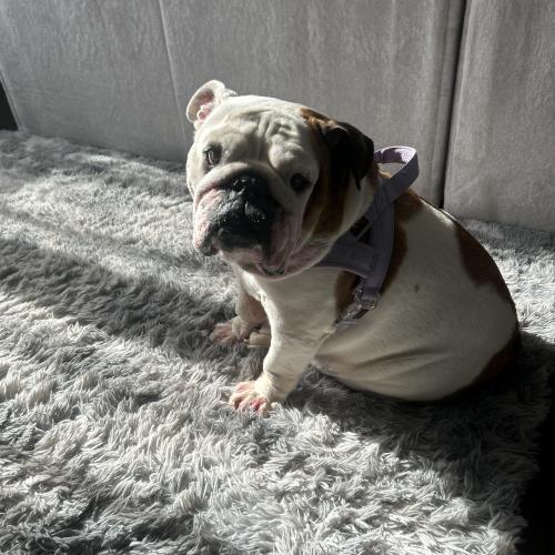 Enlarge Maggie, a Adoptable English Bulldog in Chicago, IL image 3/5