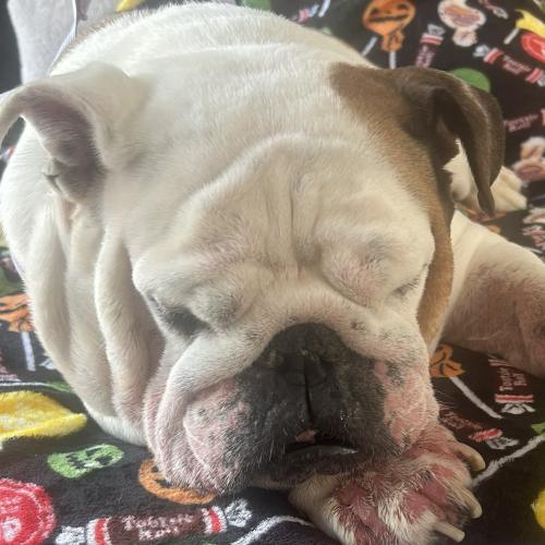Enlarge Maggie, a Adoptable English Bulldog in Chicago, IL image 4/5