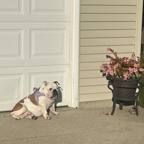 Enlarge Maggie, a Adoptable English Bulldog in Chicago, IL image 5/5
