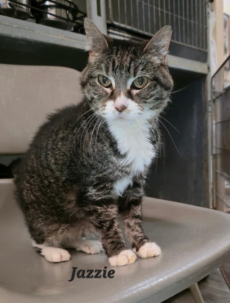 Jazzy — thumbnail 2