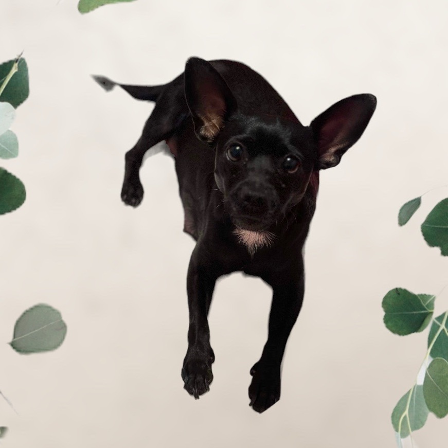 June, Adopted, Adult Female Chihuahua.