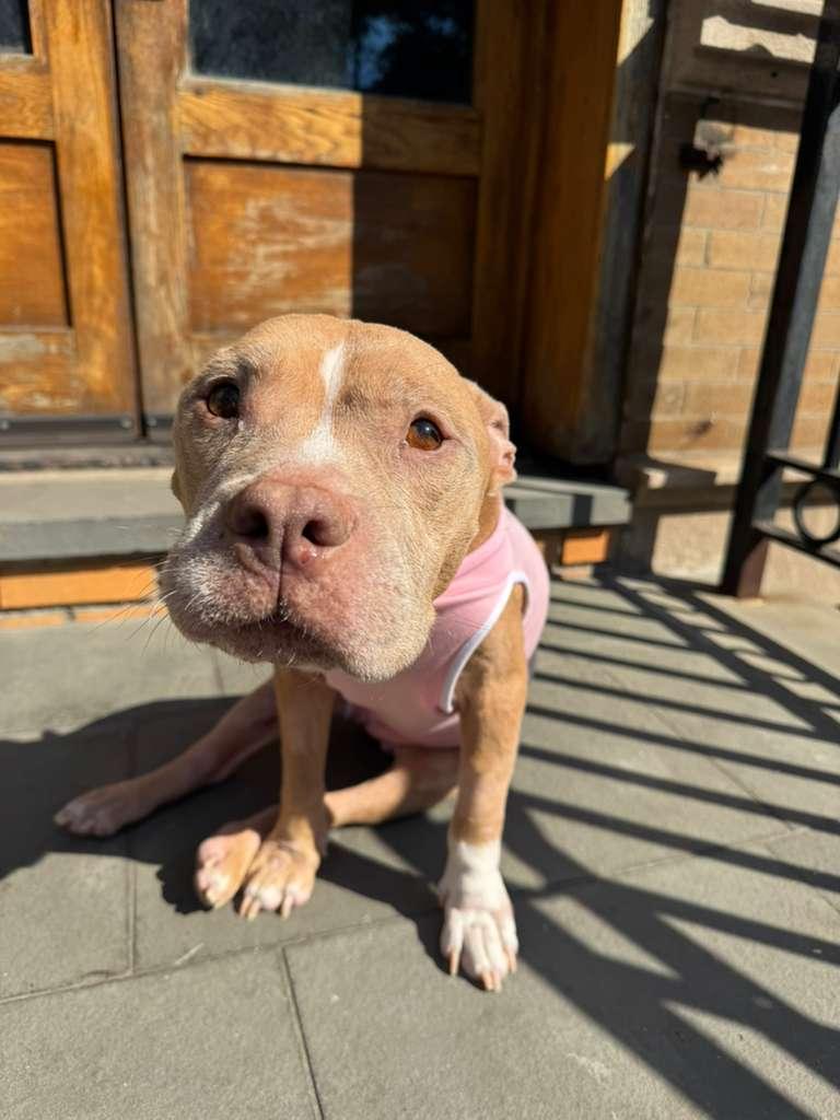 Lola, a Adoptable mixed breed in Brooklyn, NY image 1/6