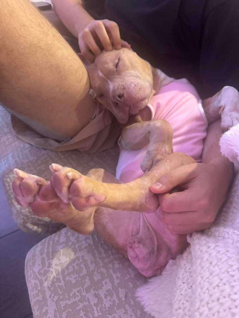 Lola, a Adoptable mixed breed in Brooklyn, NY image 2/6