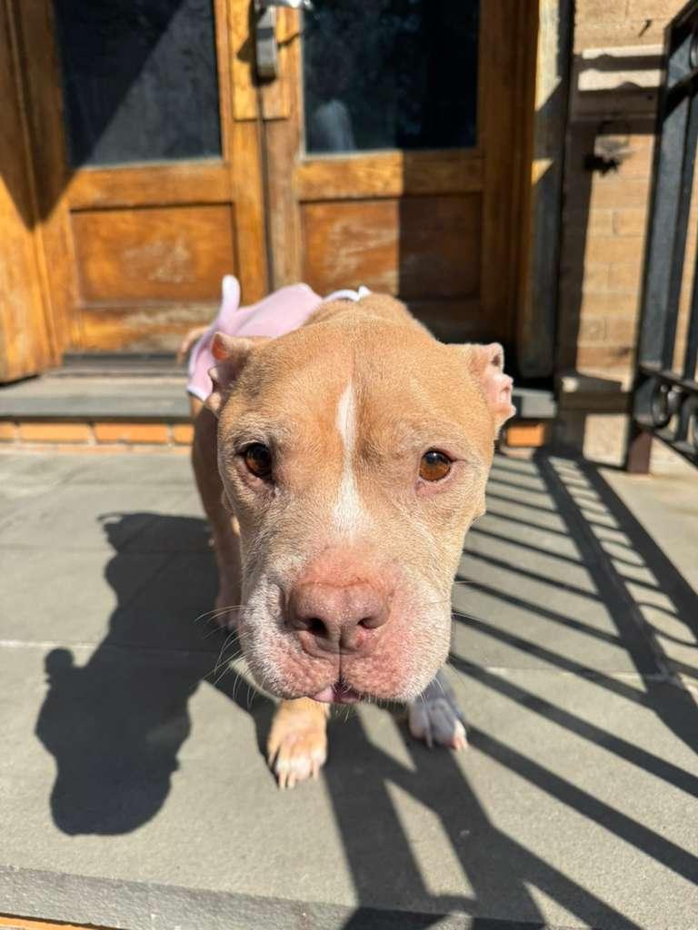 Lola, a Adoptable mixed breed in Brooklyn, NY image 3/6