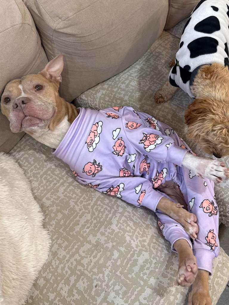 Lola, a Adoptable mixed breed in Brooklyn, NY image 4/6