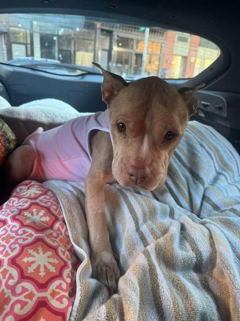 Lola, a Adoptable mixed breed in Brooklyn, NY image 5/6