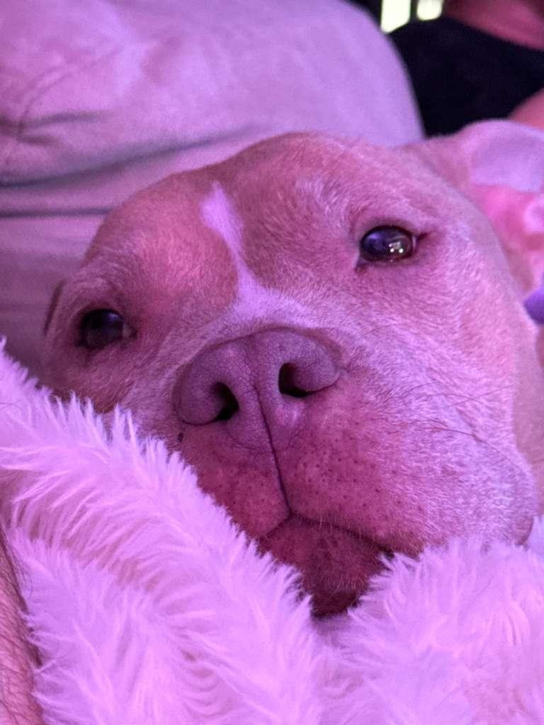 Lola, a Adoptable mixed breed in Brooklyn, NY image 6/6