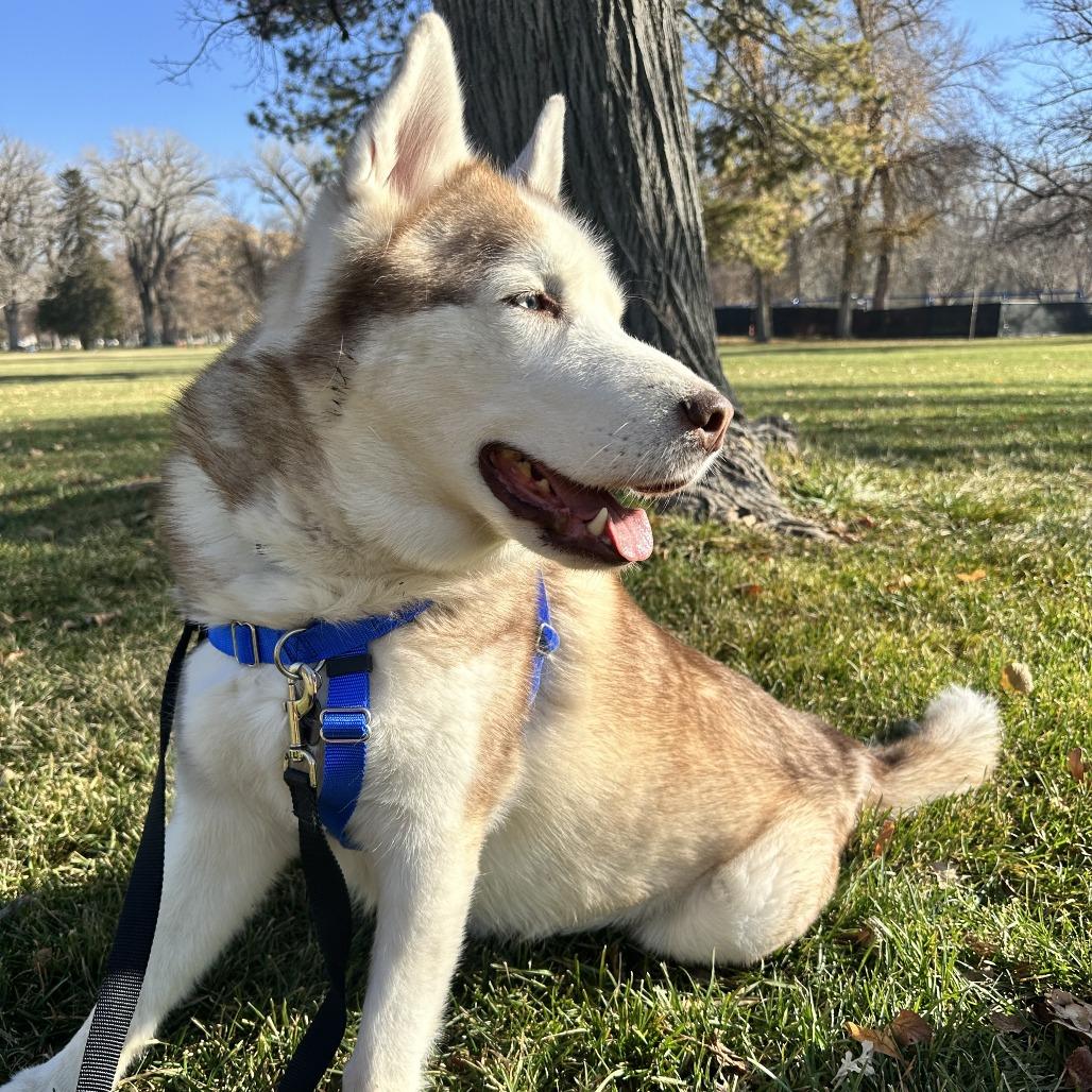 Enlarge Evan, a Adoptable Siberian Husky in Murray, UT image 1/6