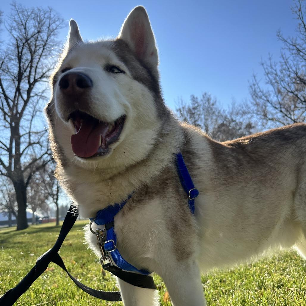 Enlarge Evan, a Adoptable Siberian Husky in Murray, UT image 2/6