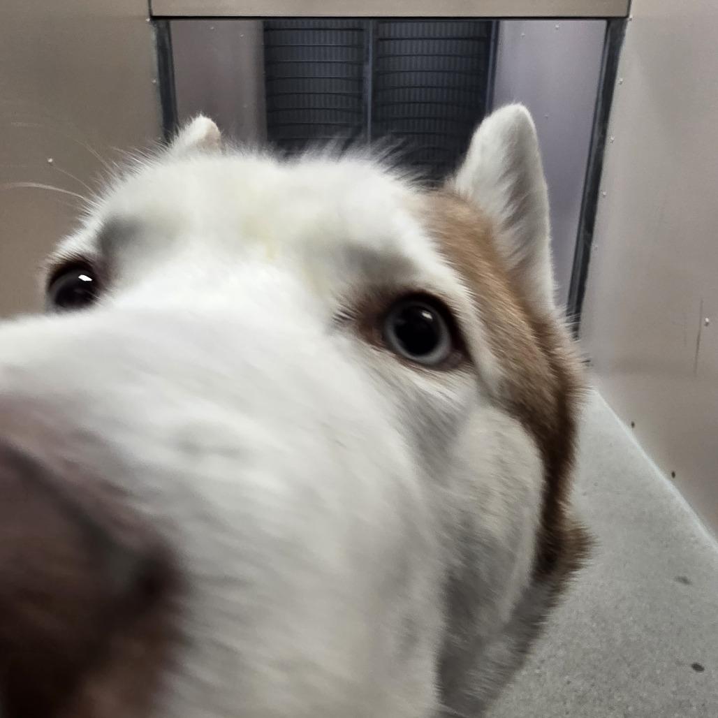 Enlarge Evan, a Adoptable Siberian Husky in Murray, UT image 3/6