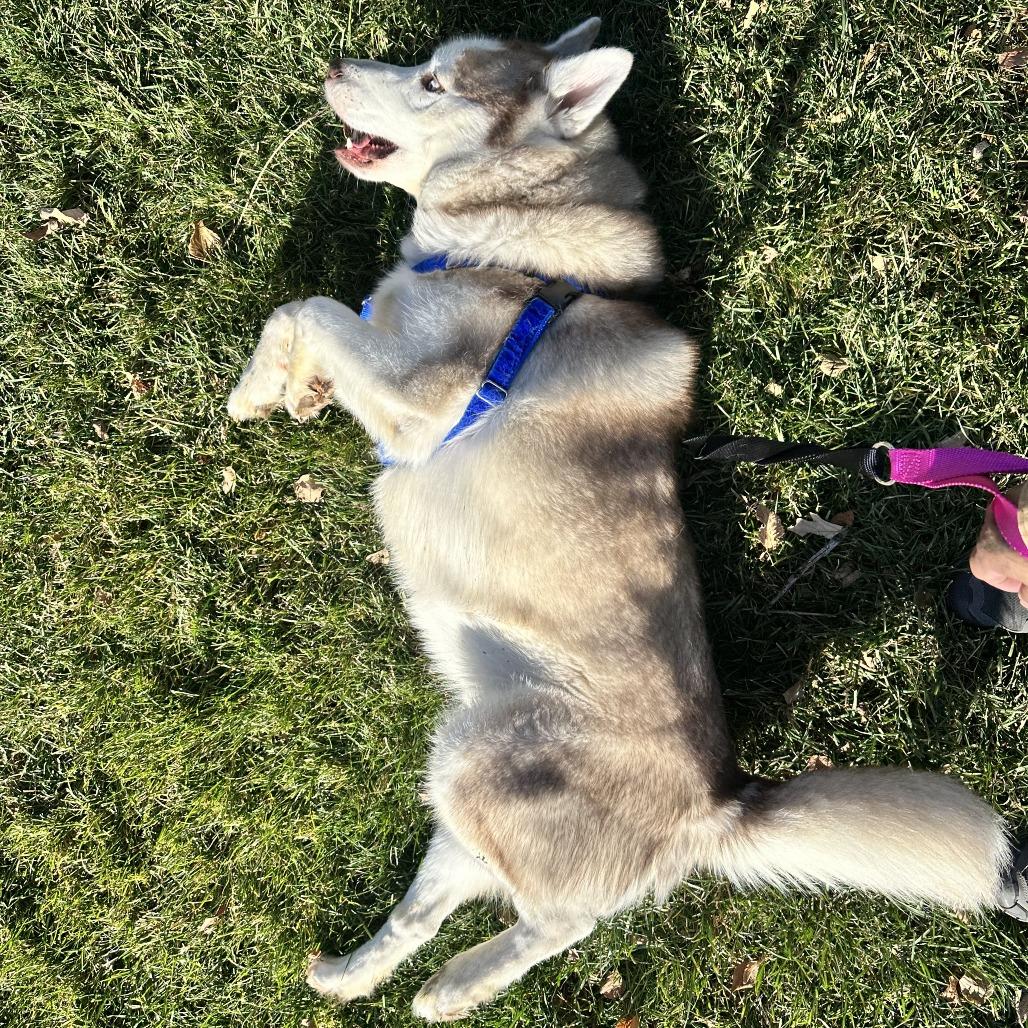 Enlarge Evan, a Adoptable Siberian Husky in Murray, UT image 4/6