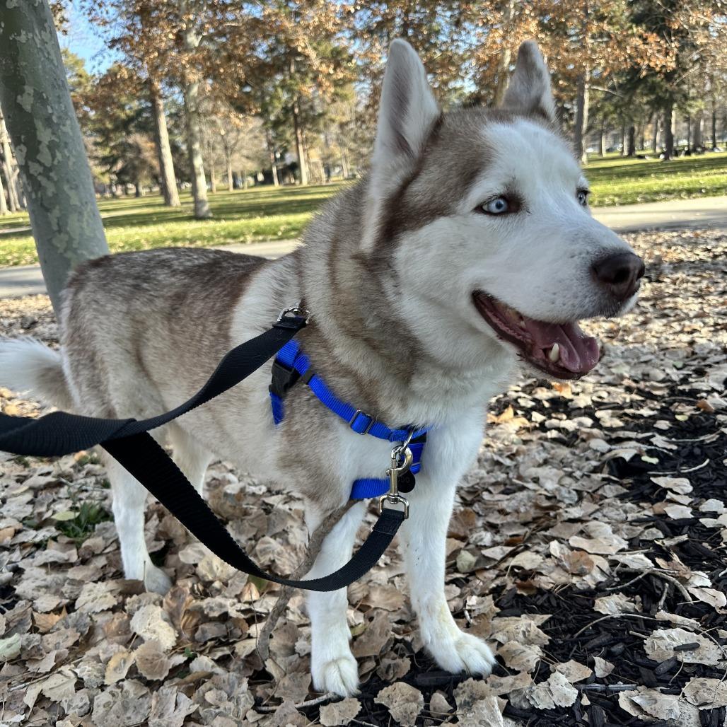Enlarge Evan, a Adoptable Siberian Husky in Murray, UT image 5/6