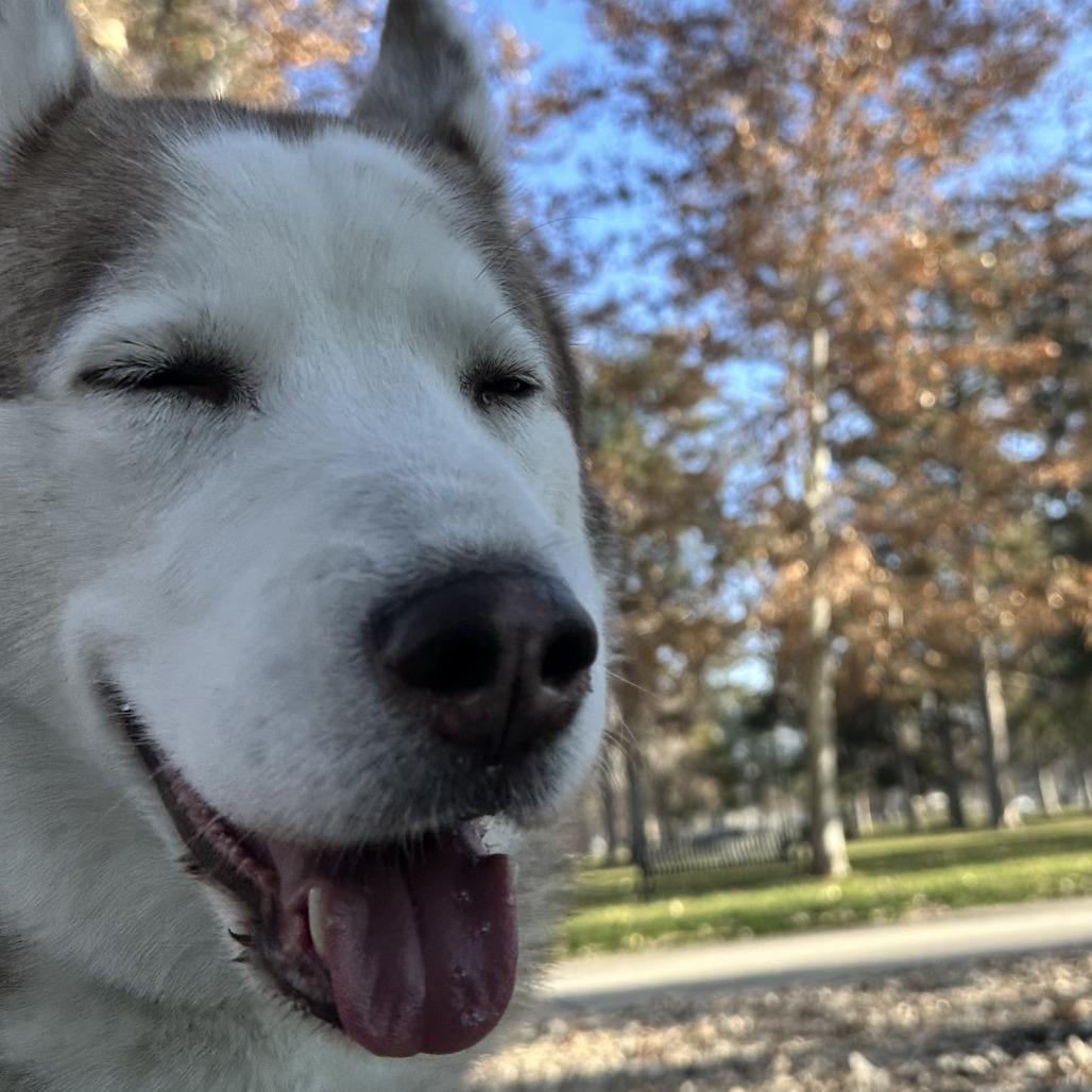 Enlarge Evan, a Adoptable Siberian Husky in Murray, UT image 6/6
