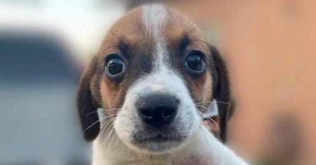 Jingle, Adoptable, Puppy Male Terrier.