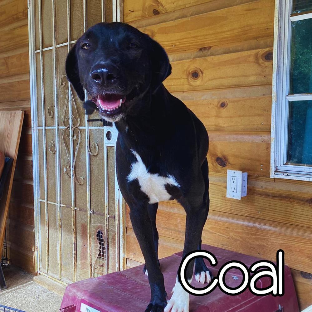 Coal - 25297, Adoptable, Young Male Retriever.