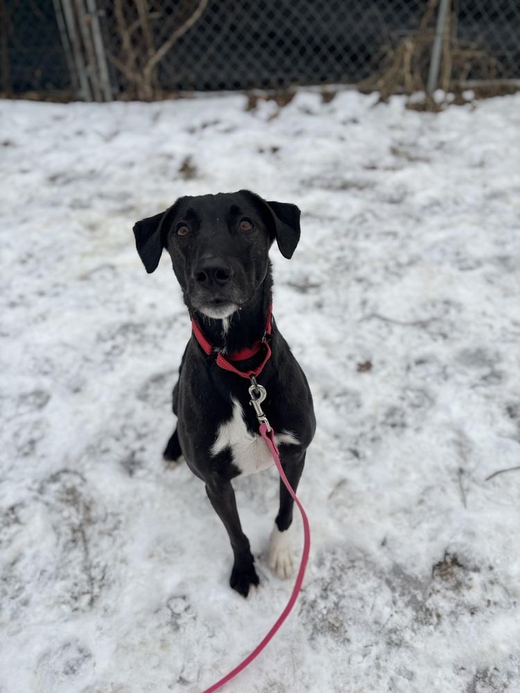 Enlarge Coal - 25297, a Adoptable mixed breed in Armonk, NY image 2/4