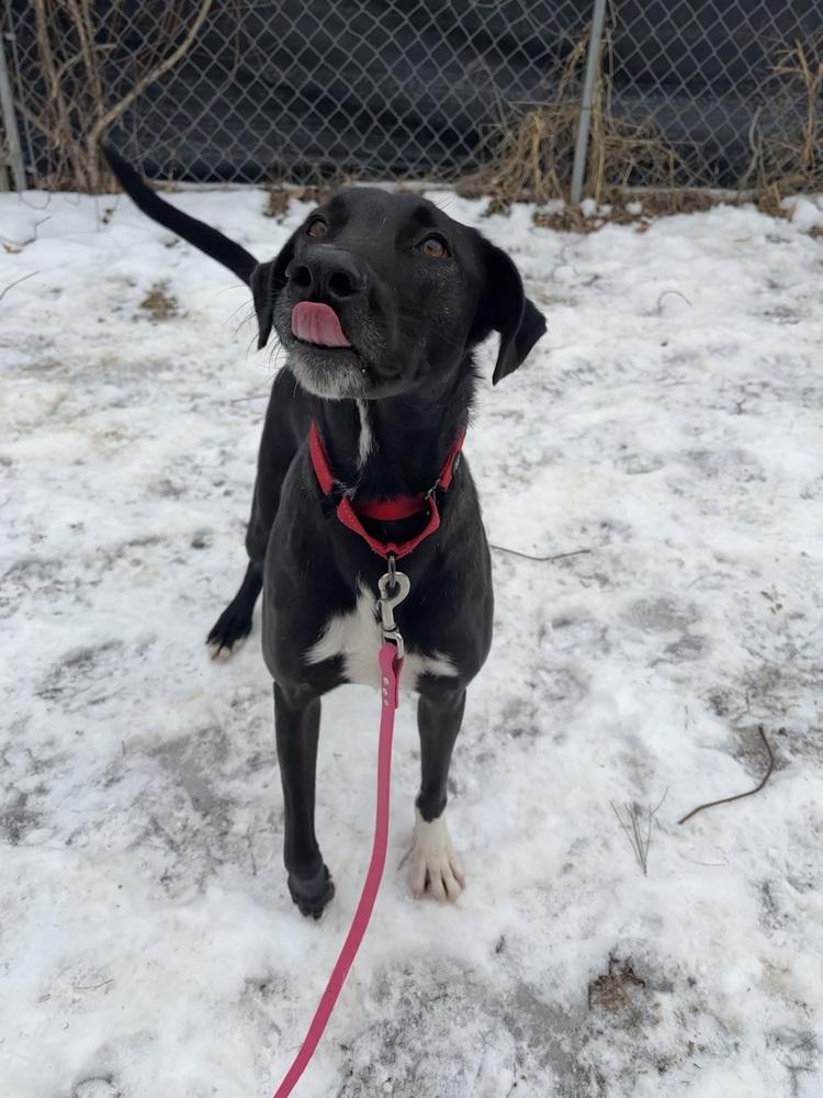 Enlarge Coal - 25297, a Adoptable mixed breed in Armonk, NY image 3/4