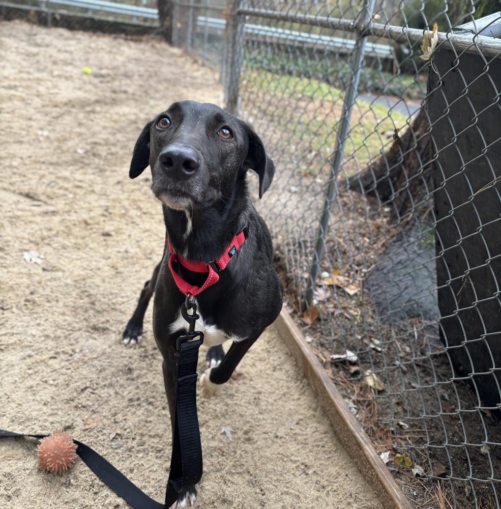Coal - 25297, a Adoptable mixed breed in Armonk, NY image 2/2