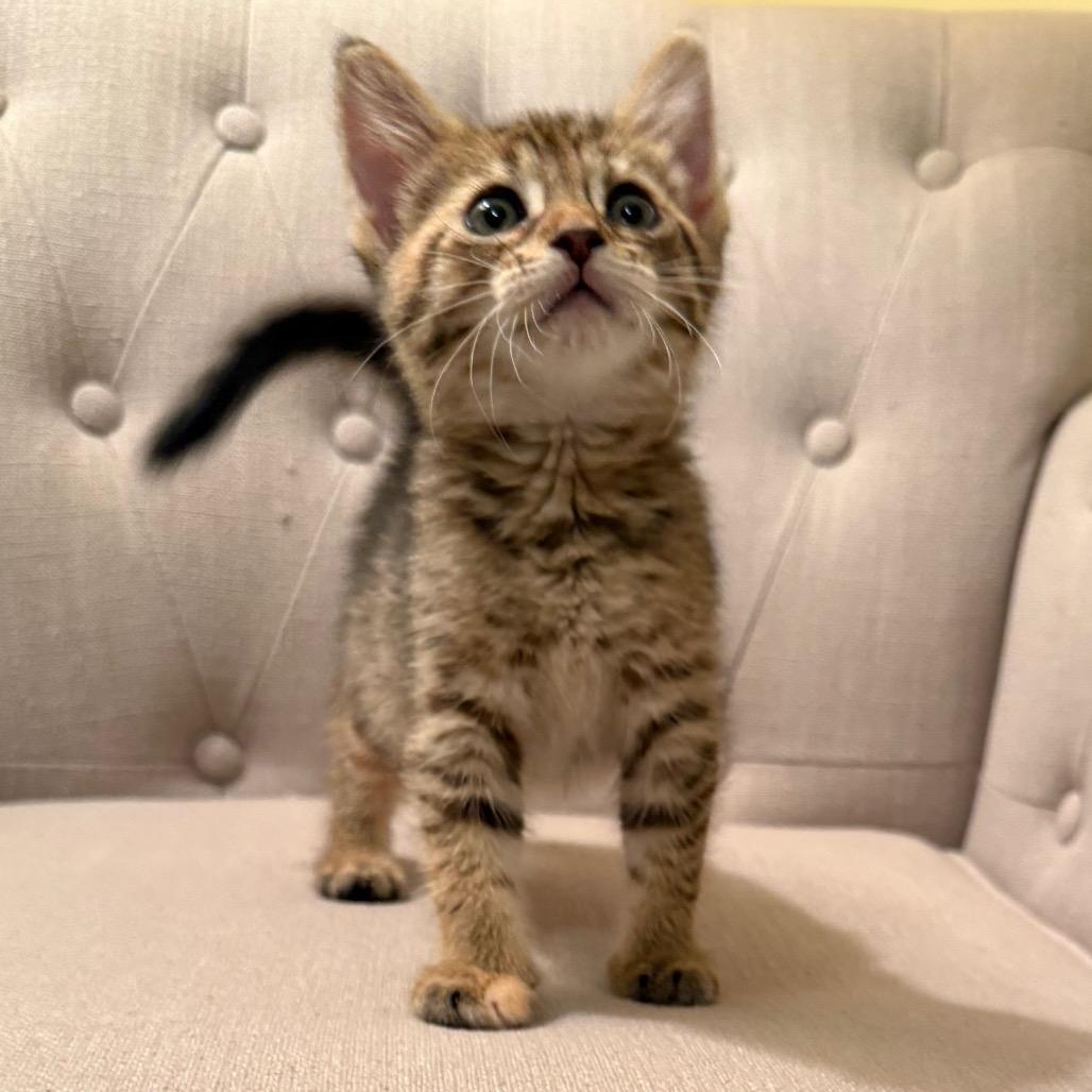 Enlarge 26-117 Katydid, a Adoptable Domestic Short Hair in North Branford, CT image 1/3