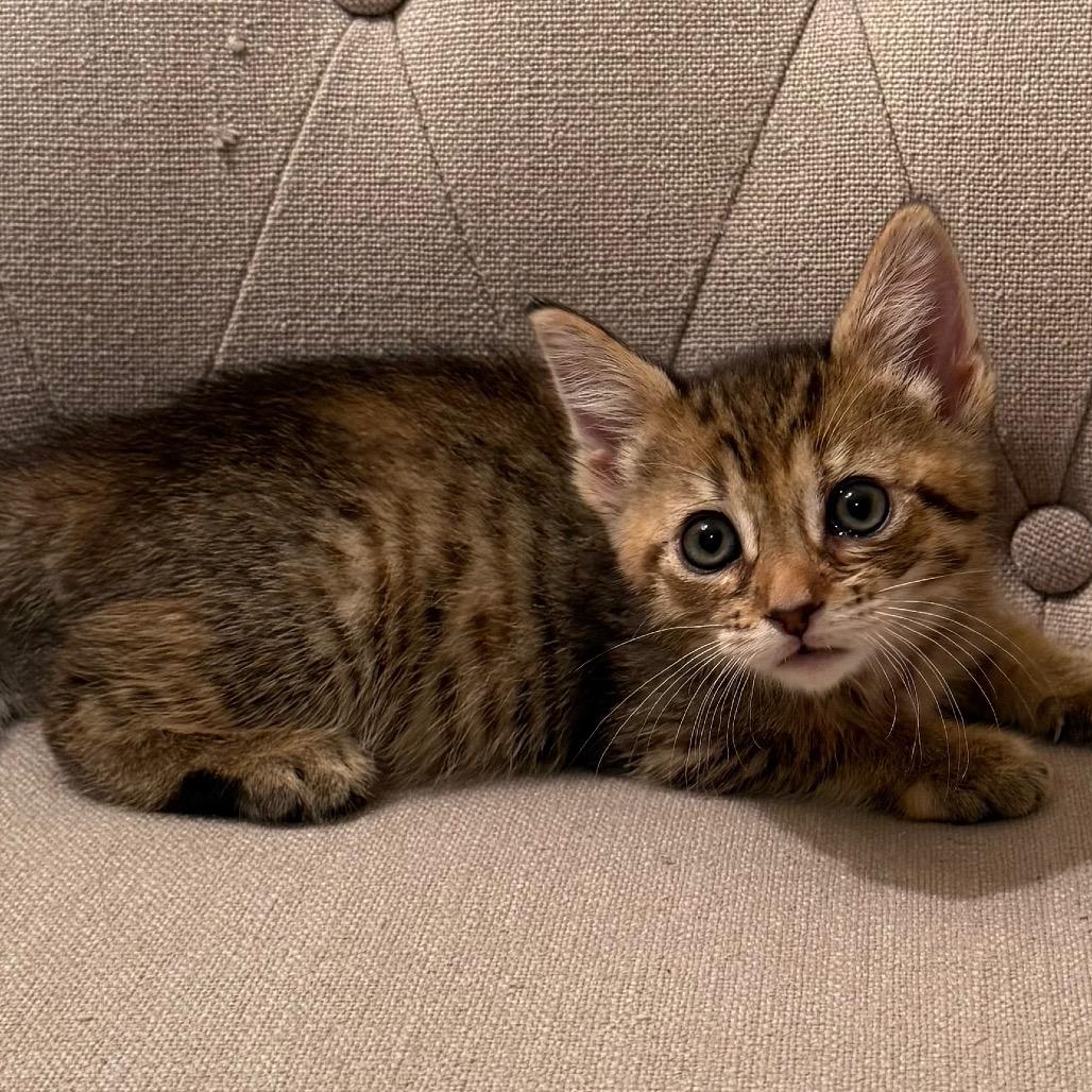 Enlarge 26-117 Katydid, a Adoptable Domestic Short Hair in North Branford, CT image 2/3