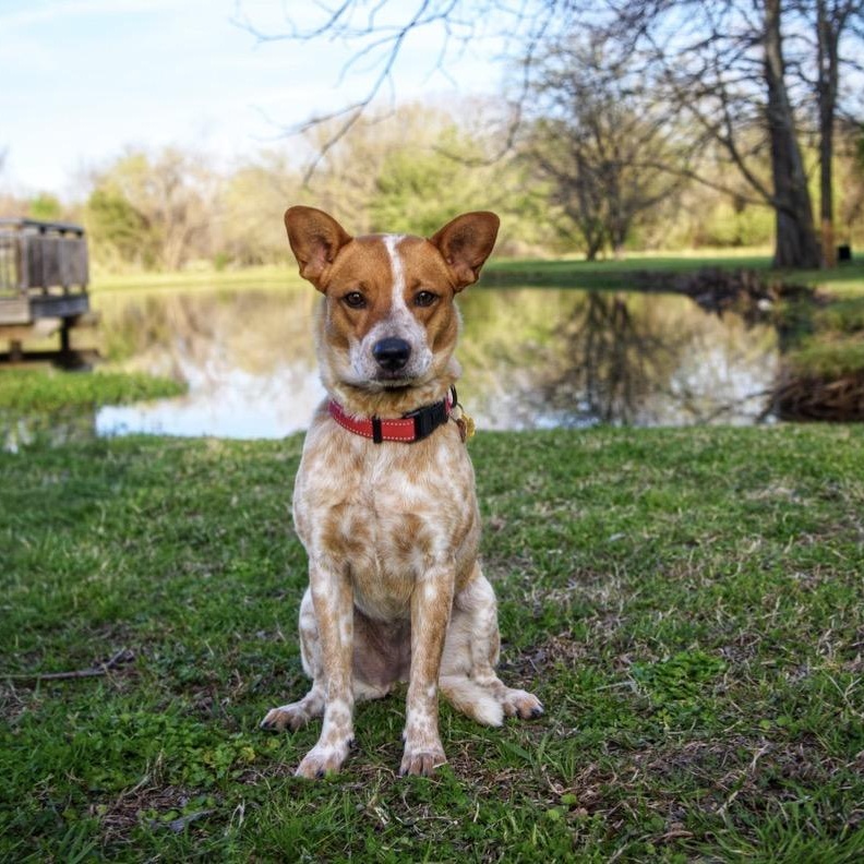 Chloe, ADOPTABLE, Young Female Australian Cattle Dog / Blue Heeler.