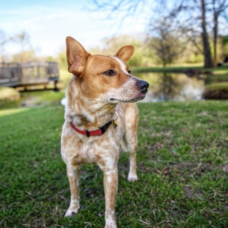 Enlarge Chloe, a ADOPTABLE Australian Cattle Dog / Blue Heeler in Fort Worth , TX image 5/6