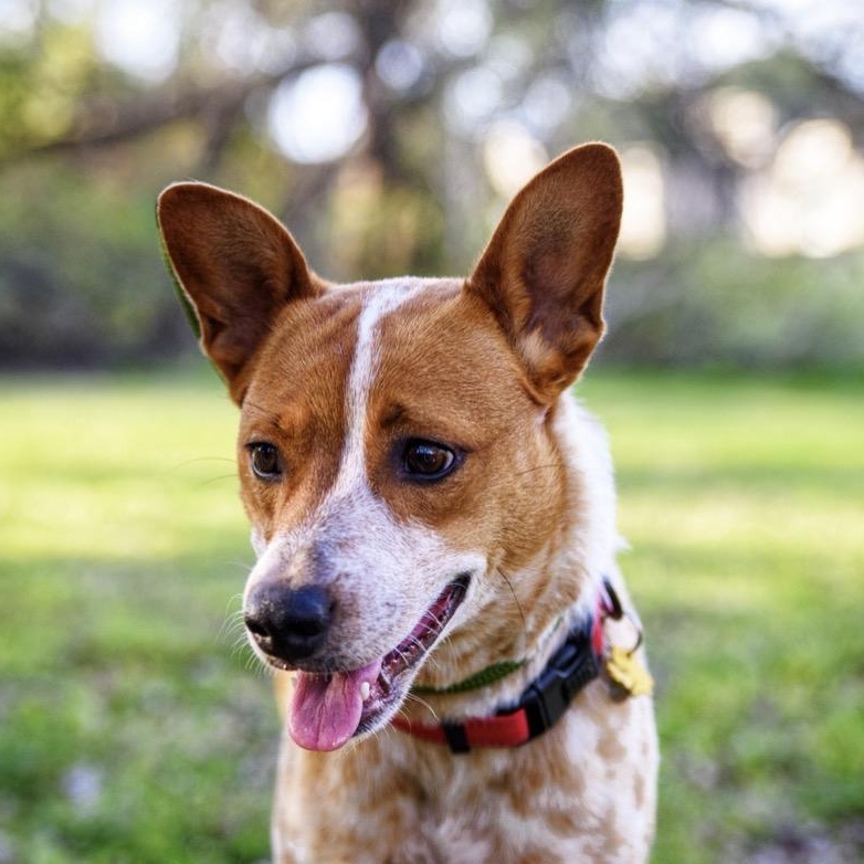 Enlarge Chloe, a ADOPTABLE Australian Cattle Dog / Blue Heeler in Fort Worth , TX image 3/6