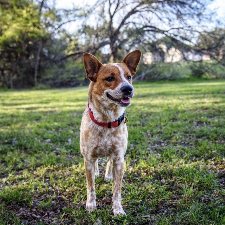 Enlarge Chloe, a ADOPTABLE Australian Cattle Dog / Blue Heeler in Fort Worth , TX image 2/6