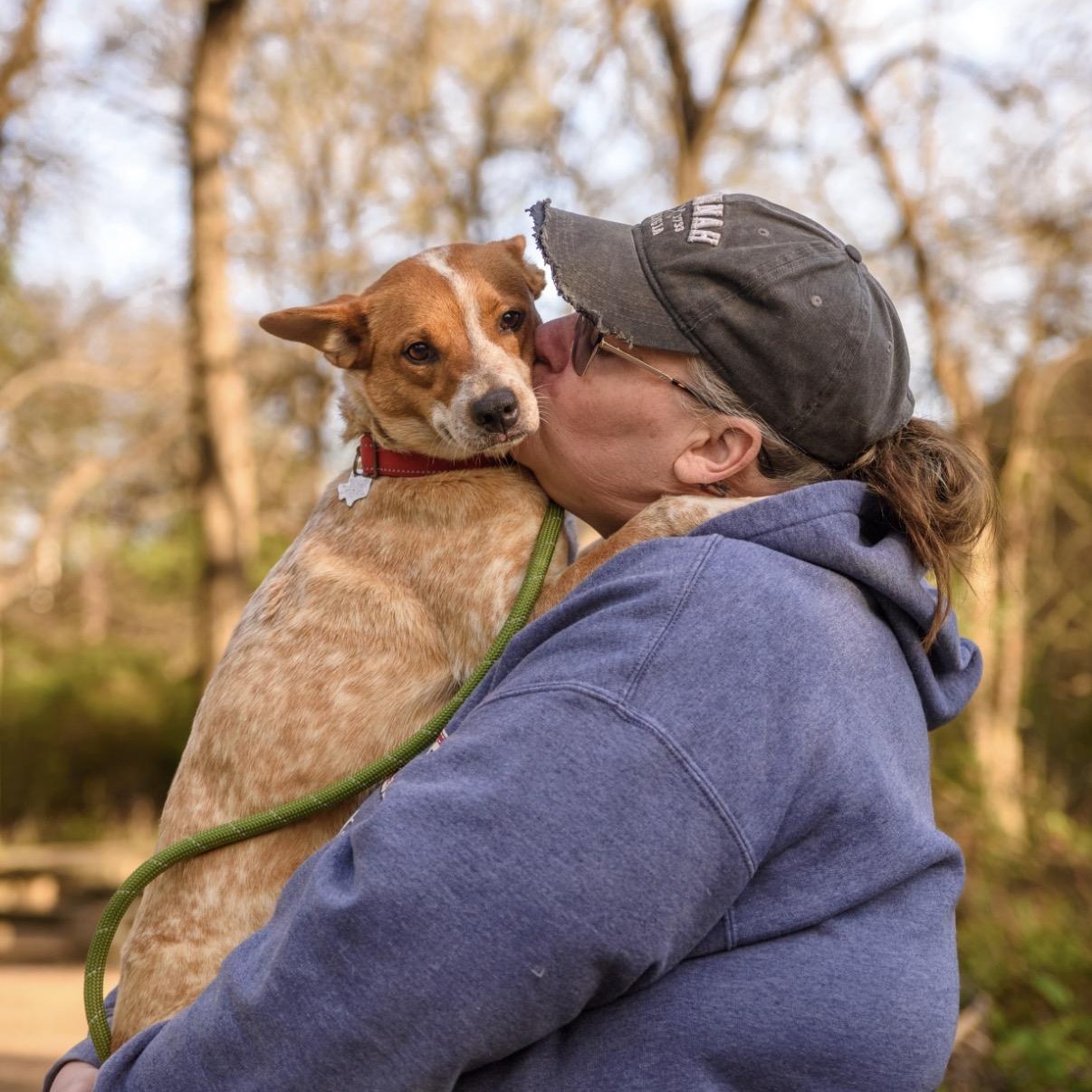 Enlarge Chloe, a ADOPTABLE Australian Cattle Dog / Blue Heeler in Fort Worth , TX image 4/6