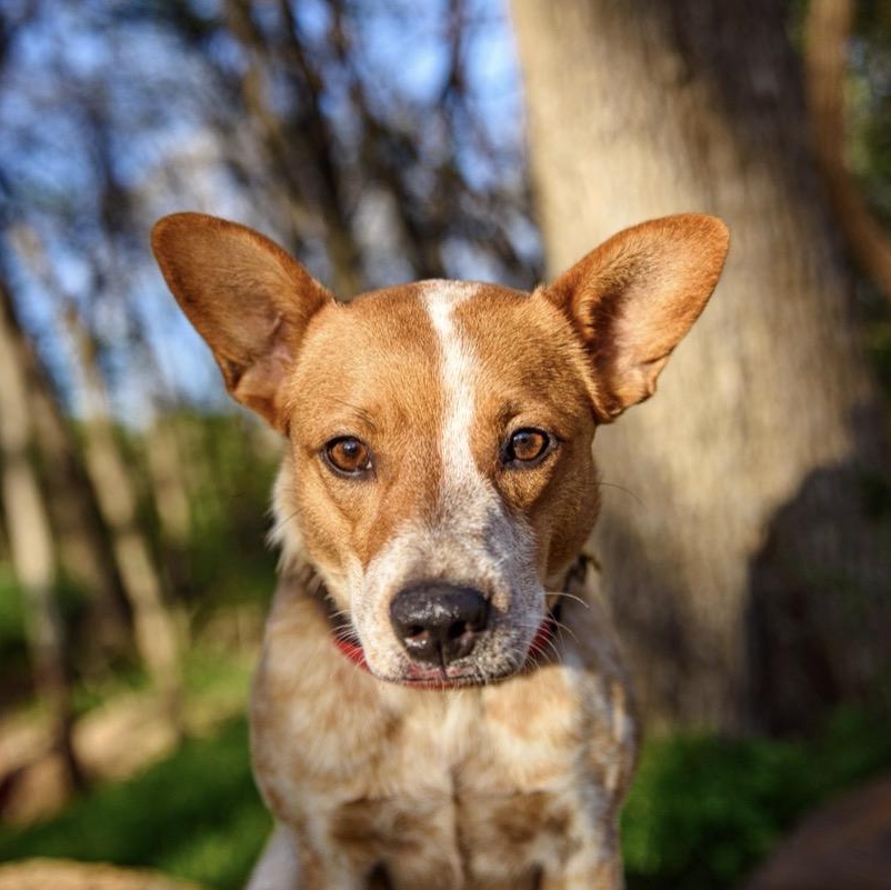 Enlarge Chloe, a ADOPTABLE Australian Cattle Dog / Blue Heeler in Fort Worth , TX image 6/6