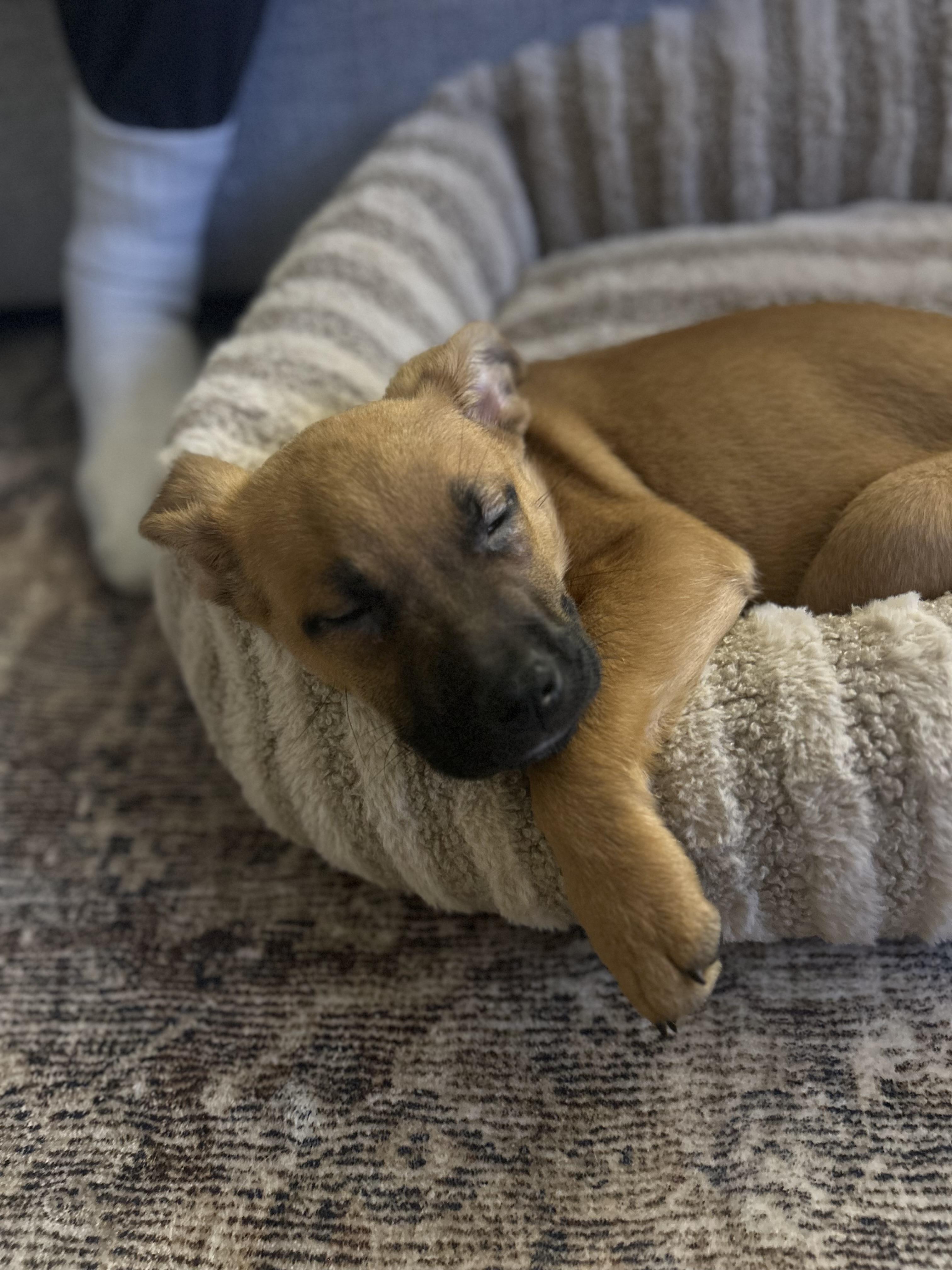 Enlarge Max, a ADOPTABLE mixed breed in Richmond, VA image 5/6