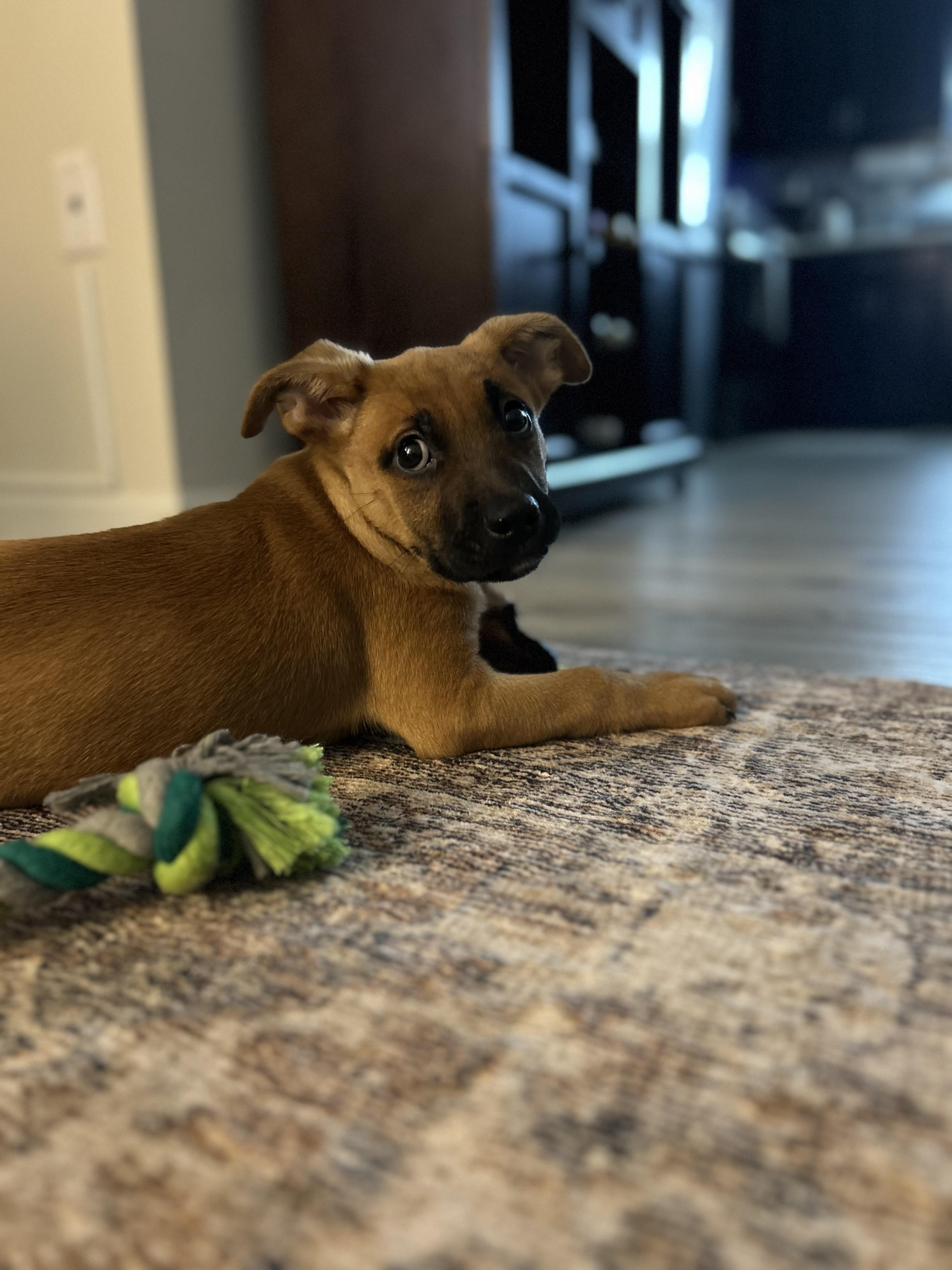 Enlarge Max, a ADOPTABLE mixed breed in Richmond, VA image 6/6