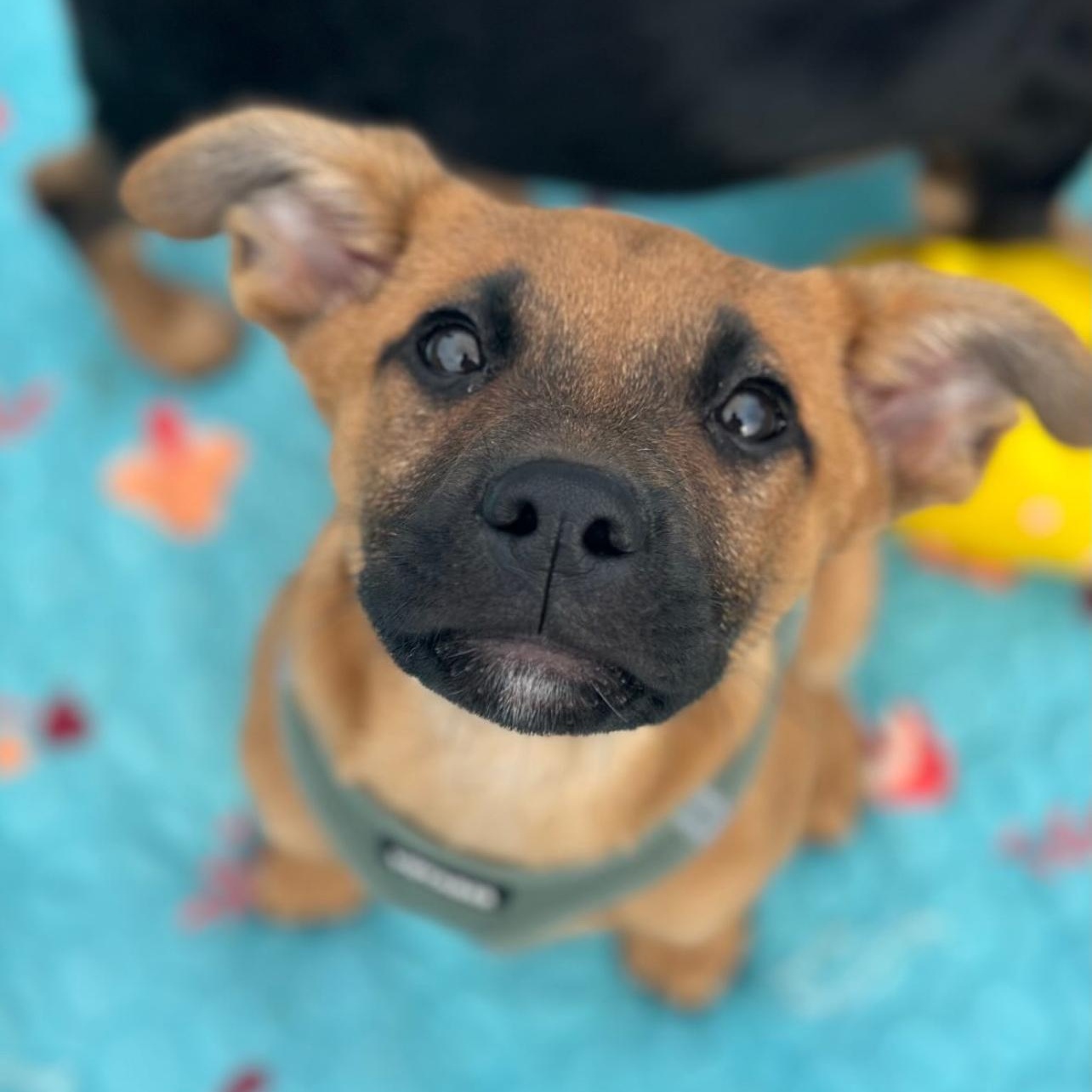 Max, ADOPTABLE, Puppy Male Black Mouth Cur.