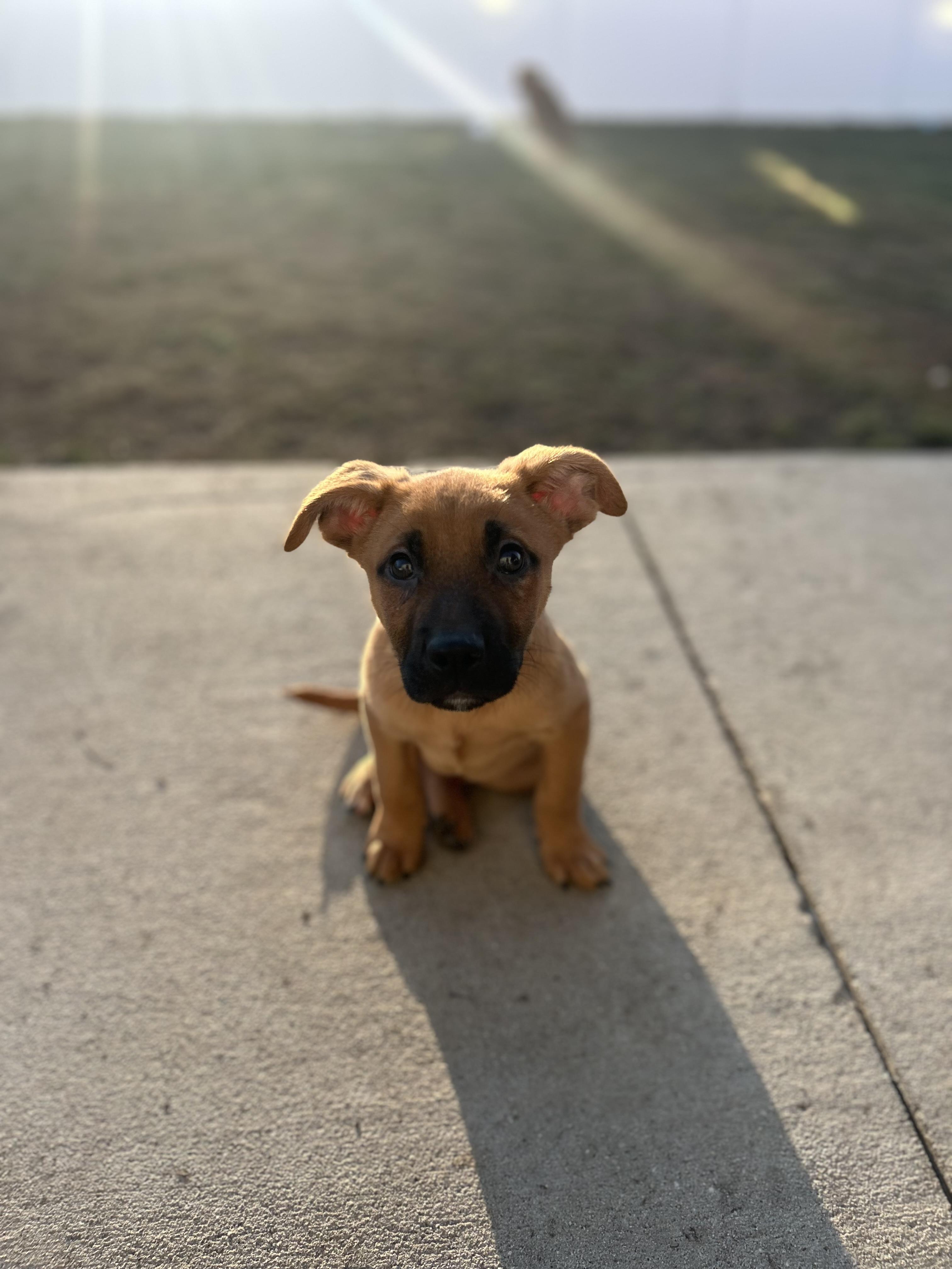 Enlarge Max, a ADOPTABLE mixed breed in Richmond, VA image 4/6