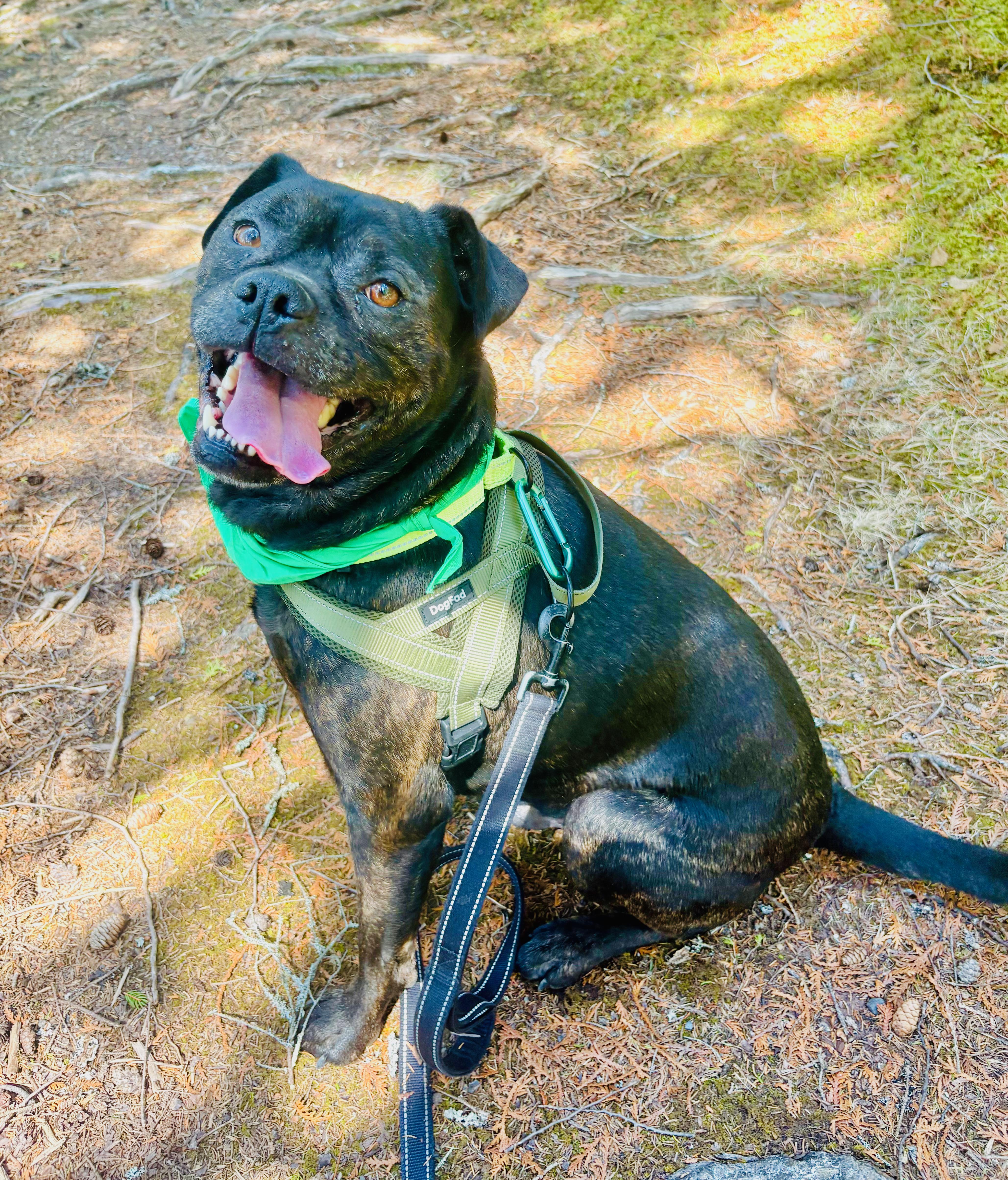Enlarge Odie the Toadie, an adoptable mixed breed in St Stephen, NB image 1/5