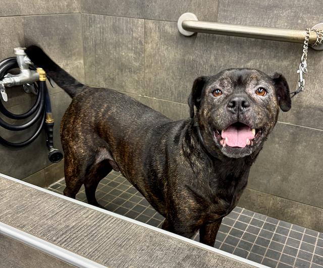 Enlarge Odie the Toadie, an adoptable mixed breed in St Stephen, NB image 2/5