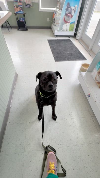 Enlarge Odie the Toadie, an adoptable mixed breed in St Stephen, NB video 5/5