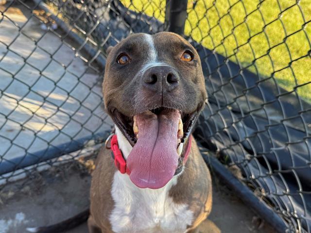 Enlarge ACORN, a Adoptable Pit Bull Terrier in Tulsa, OK image 1/1