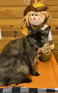 Ashlynn - very sweet former Mama cat looking for her person