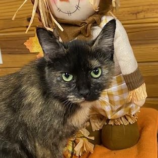 Ashlynn - very sweet former Mama cat looking for her person