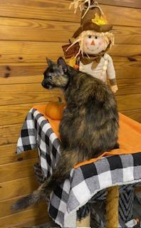 Ashlynn - very sweet former Mama cat looking for her person