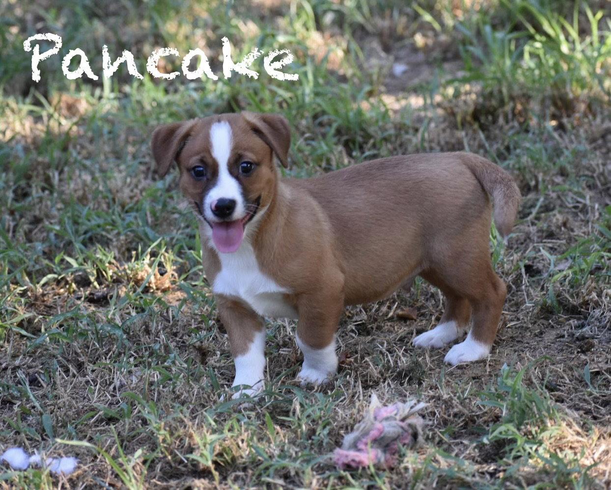 Enlarge Pancake, a Adopted mixed breed in Topeka, KS image 1/1