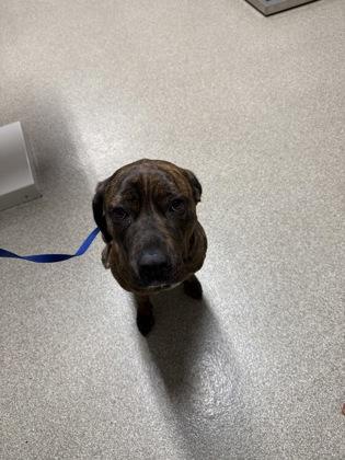 Medusa, Adoptable, Adult Female Cane Corso.