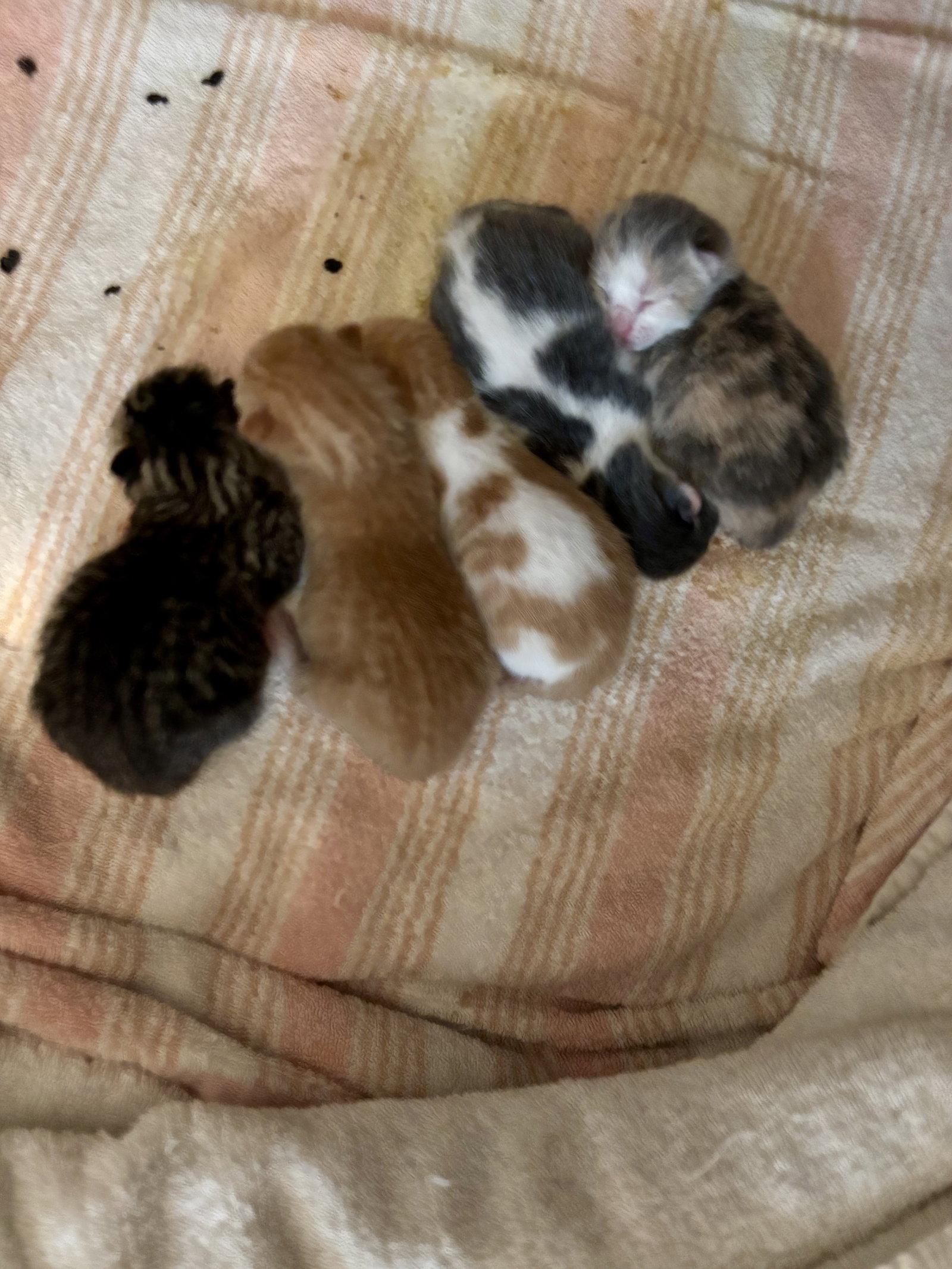 Enlarge Statistics, a Adopted Domestic Short Hair in Trenton, NJ image 1/3