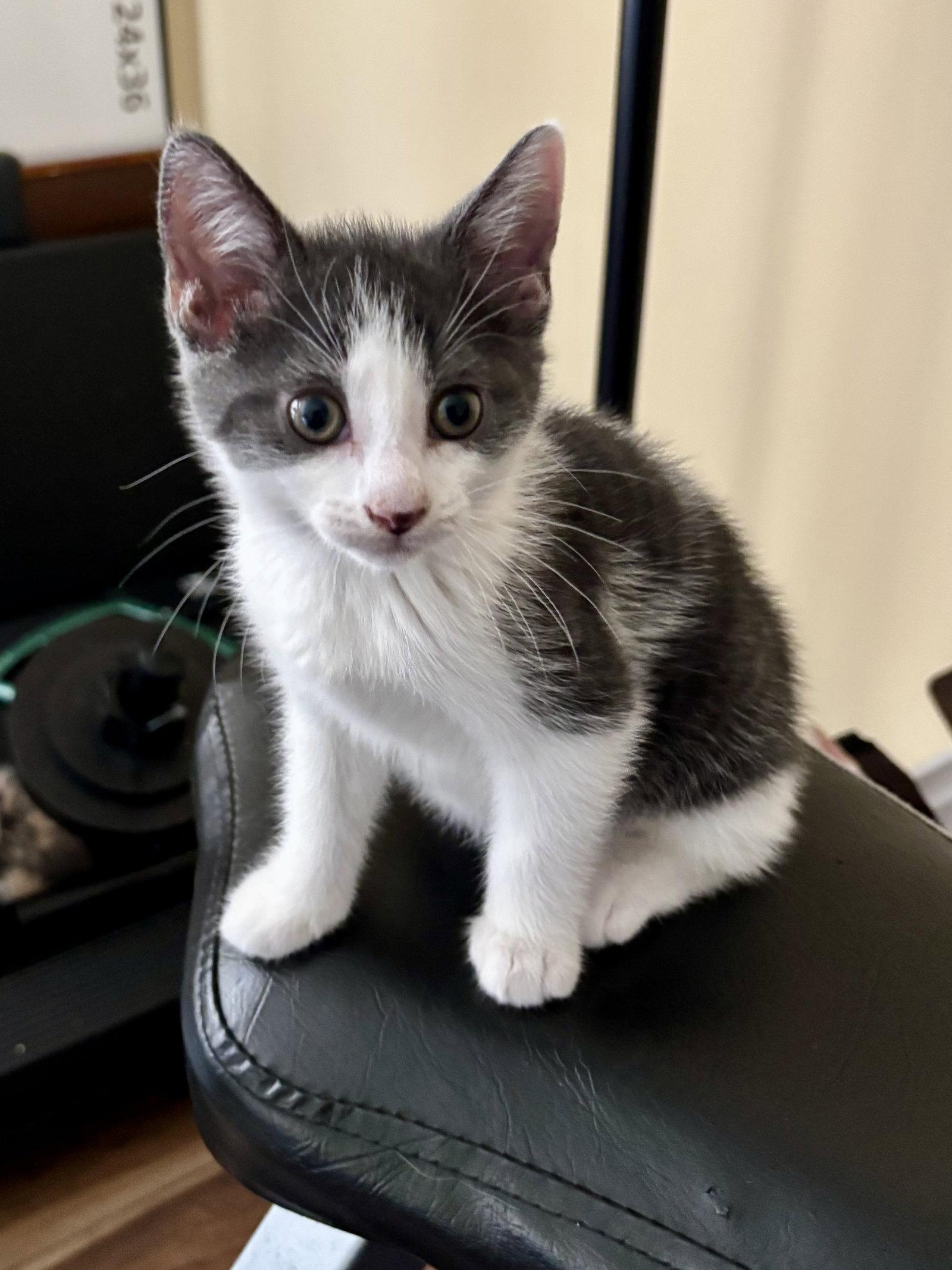 Enlarge Statistics, a Adopted Domestic Short Hair in Trenton, NJ image 2/3