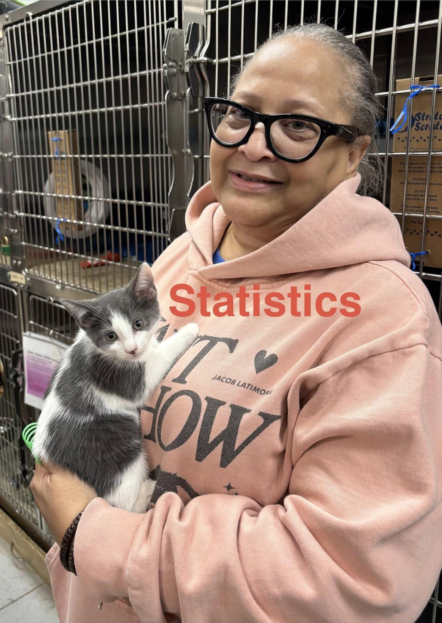 Enlarge Statistics, a Adopted Domestic Short Hair in Trenton, NJ image 3/3